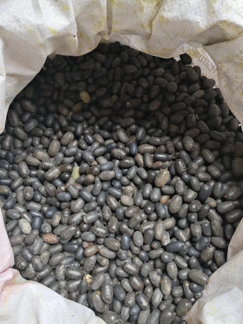 苦石莲子，中药材石莲子，补肾子货干颜色漂亮