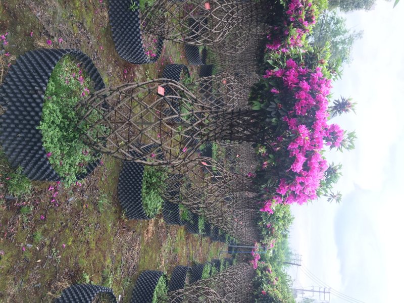 杜鹃花瓶造型，杜鹃造型，80cm—150cm花瓶杜鹃