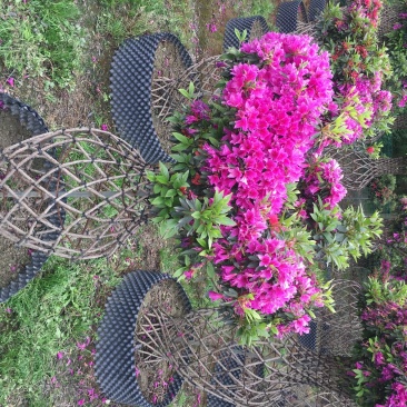 杜鹃花瓶造型，杜鹃造型，80cm—150cm花瓶杜鹃