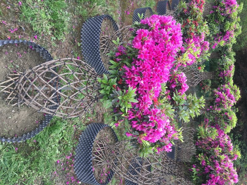 杜鹃花瓶造型，杜鹃造型，80cm—150cm花瓶杜鹃