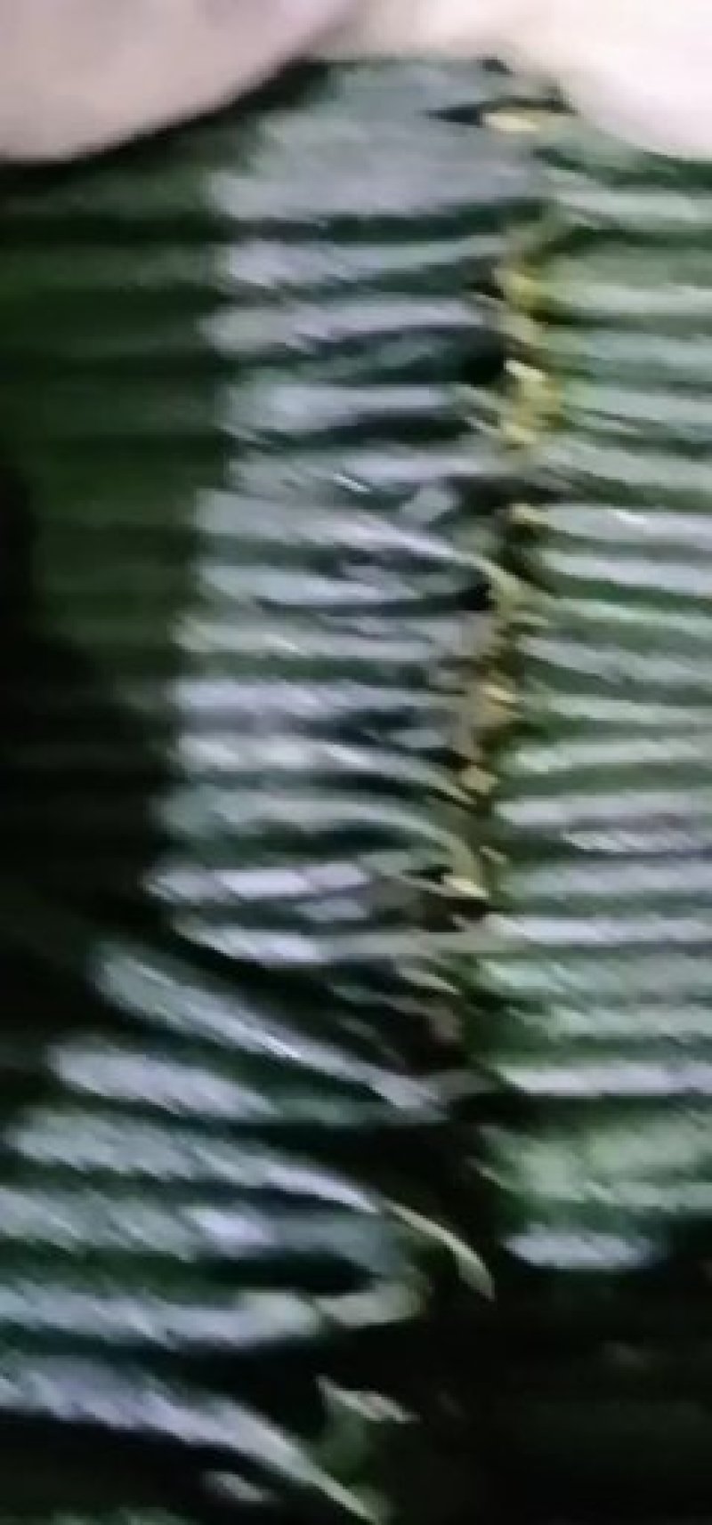 黄瓜降价中