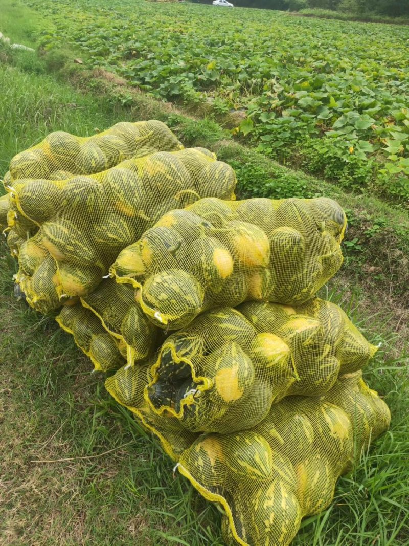 广东新鲜上市香芋南瓜