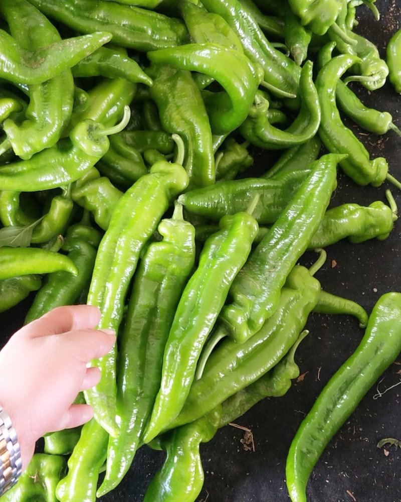 鲜辣椒上市