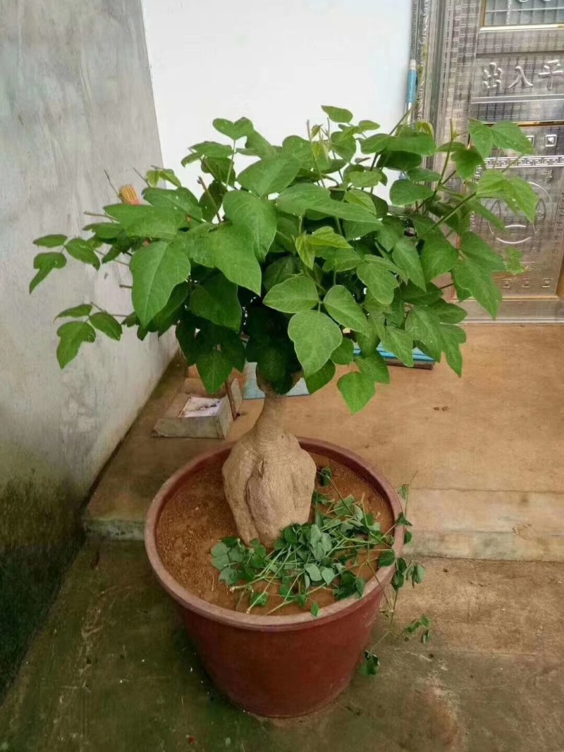 粉葛