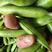 湖北精选青豌豆大量上市颗粒饱满，每天现摘现发产地直发！