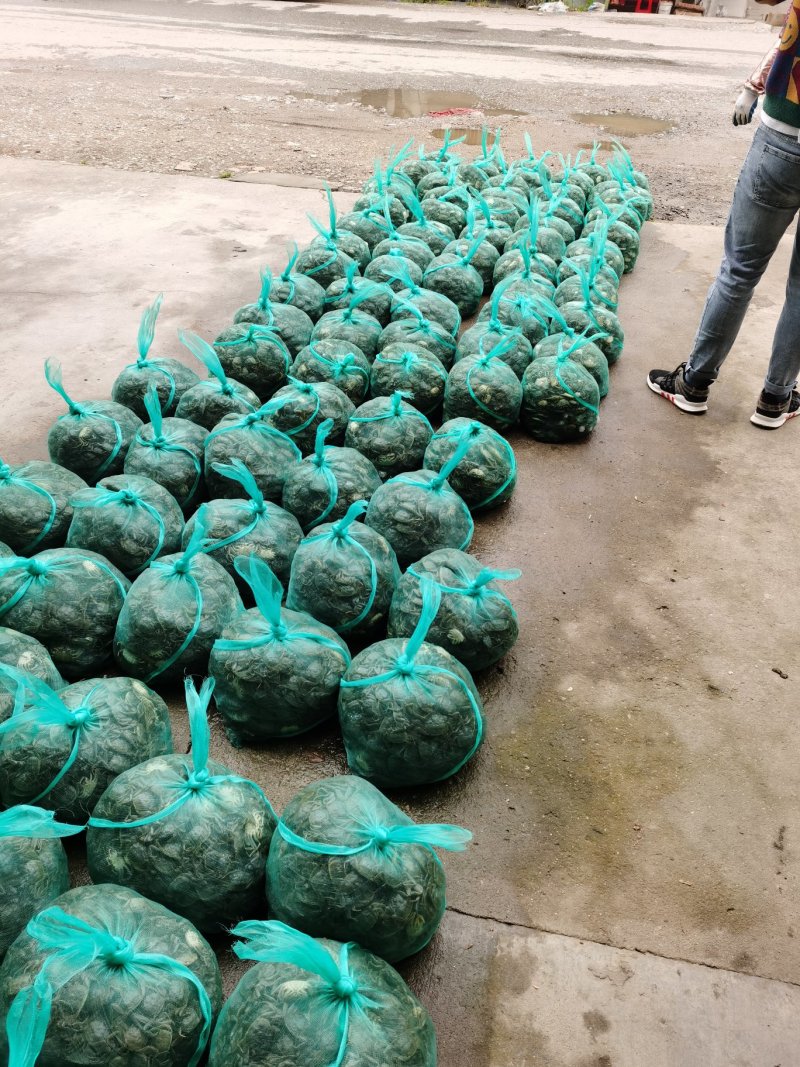 好润五母七公大母本蟹苗