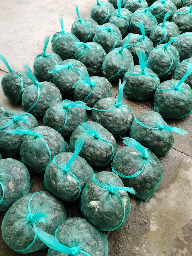 好润五母七公大母本蟹苗