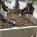 好润五母七公大母本蟹苗