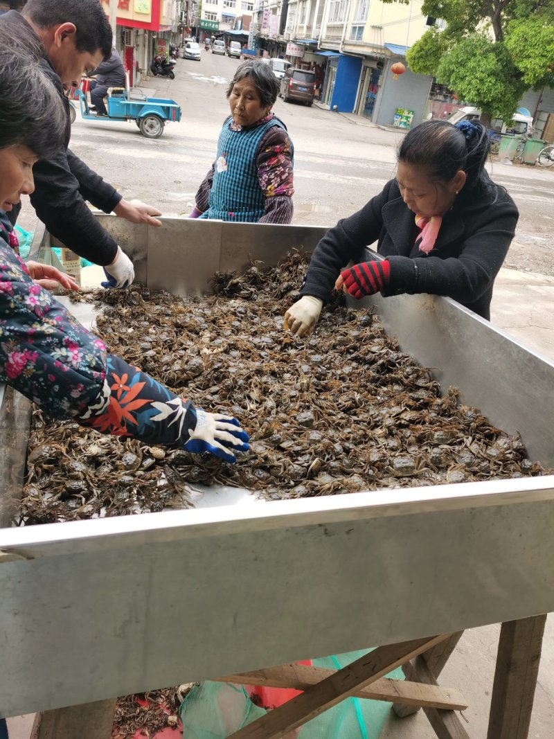 好润五母七公大母本蟹苗