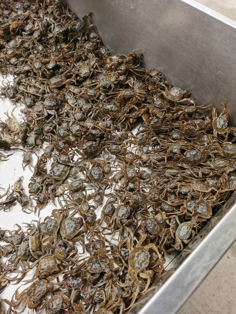 好润五母七公大母本蟹苗