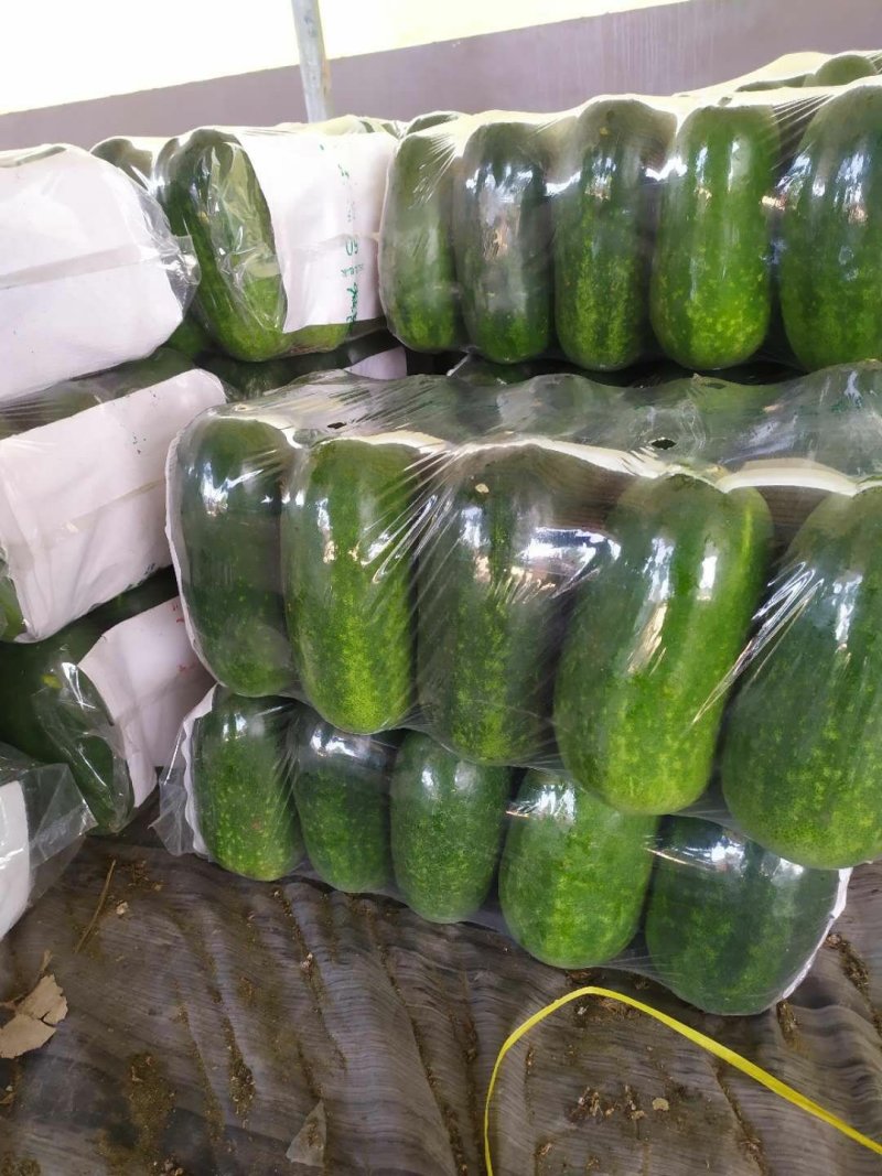 青皮吊冬瓜大量供应欢迎光临