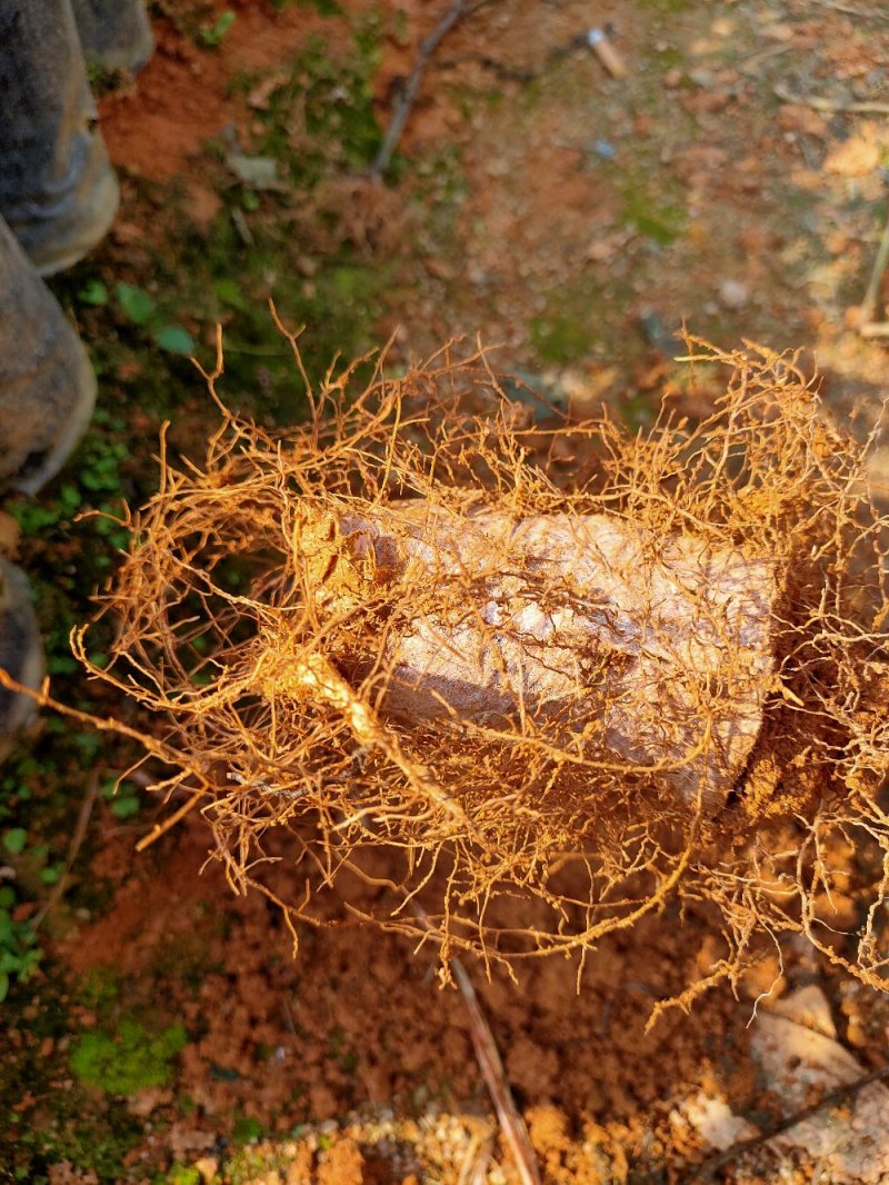 琪楠嫁接苗。沉香直生大杯苗，土沉香苗。大小规格都又