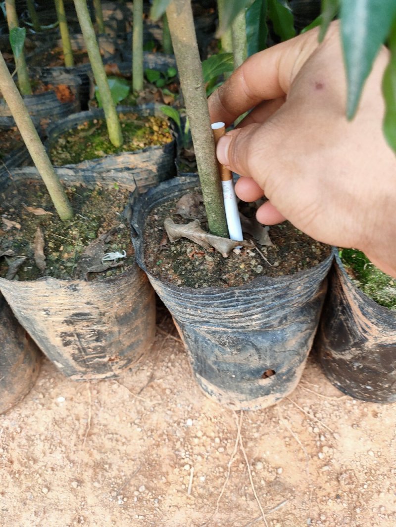 琪楠嫁接苗。沉香直生大杯苗，土沉香苗。大小规格都又