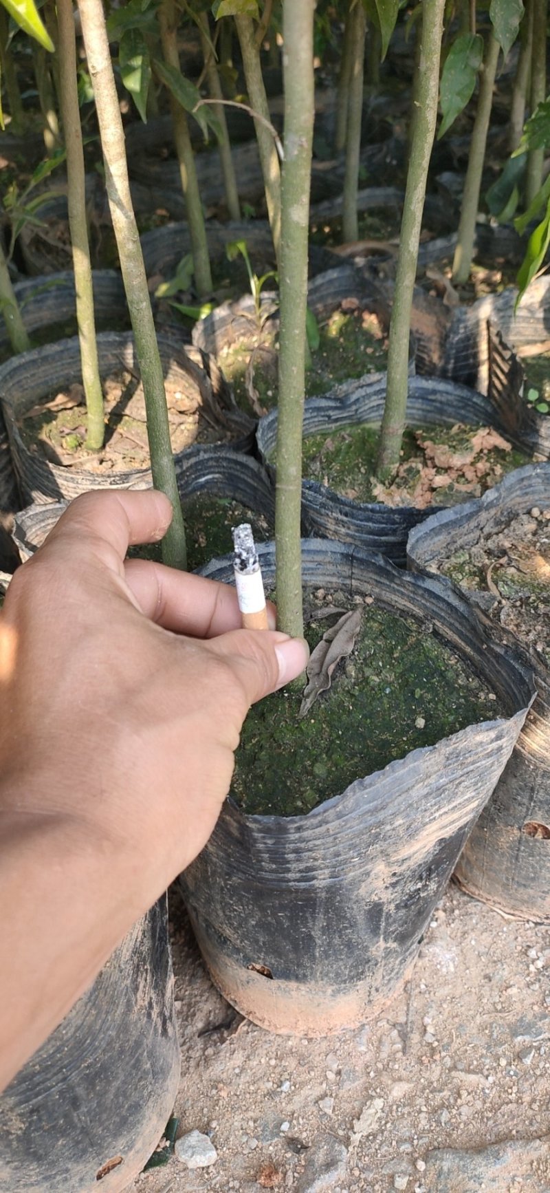 琪楠嫁接苗。沉香直生大杯苗，土沉香苗。大小规格都又