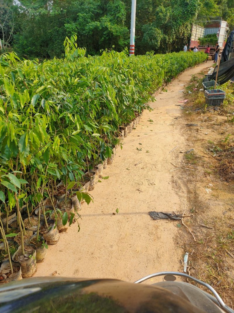琪楠嫁接苗。沉香直生大杯苗，土沉香苗。大小规格都又
