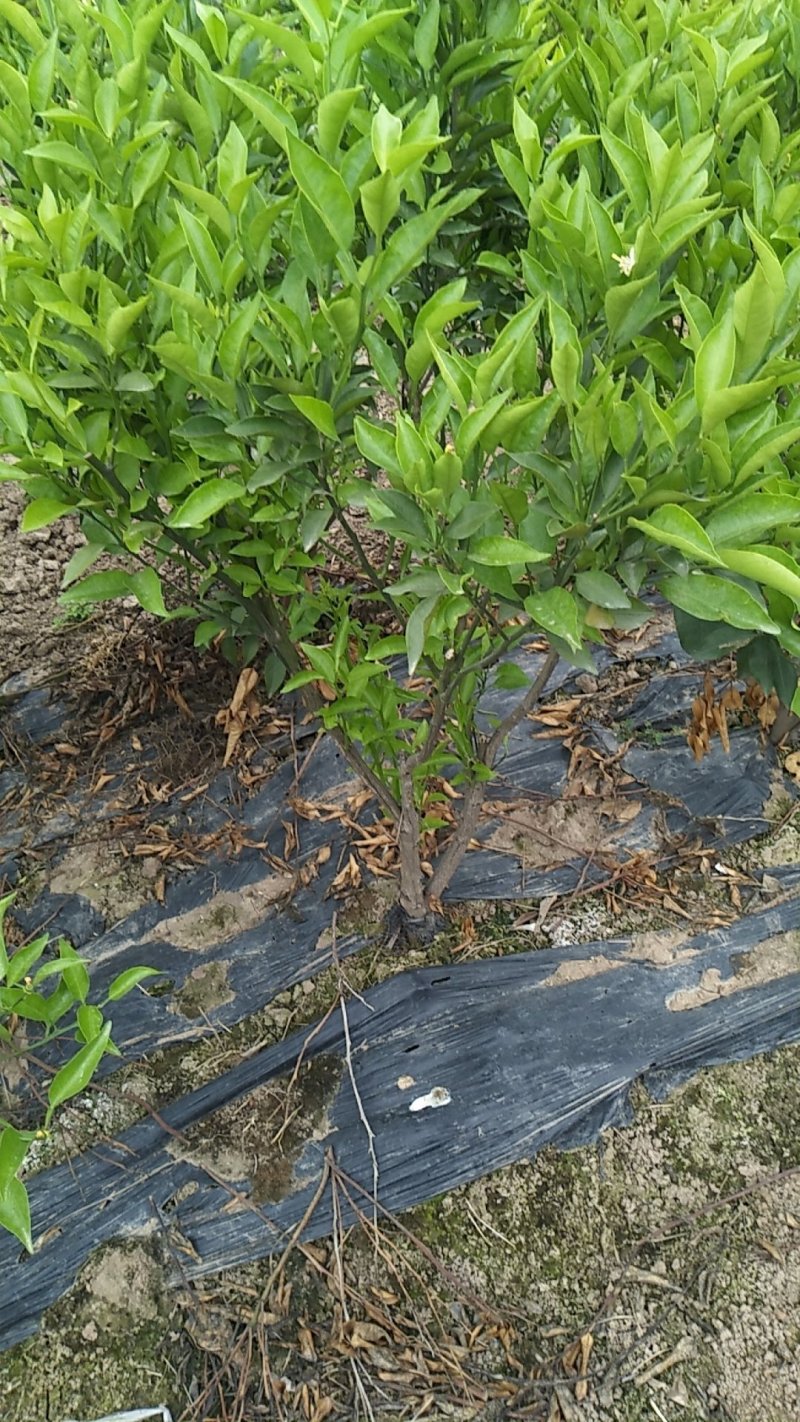 爱媛38，沃柑，明日见等