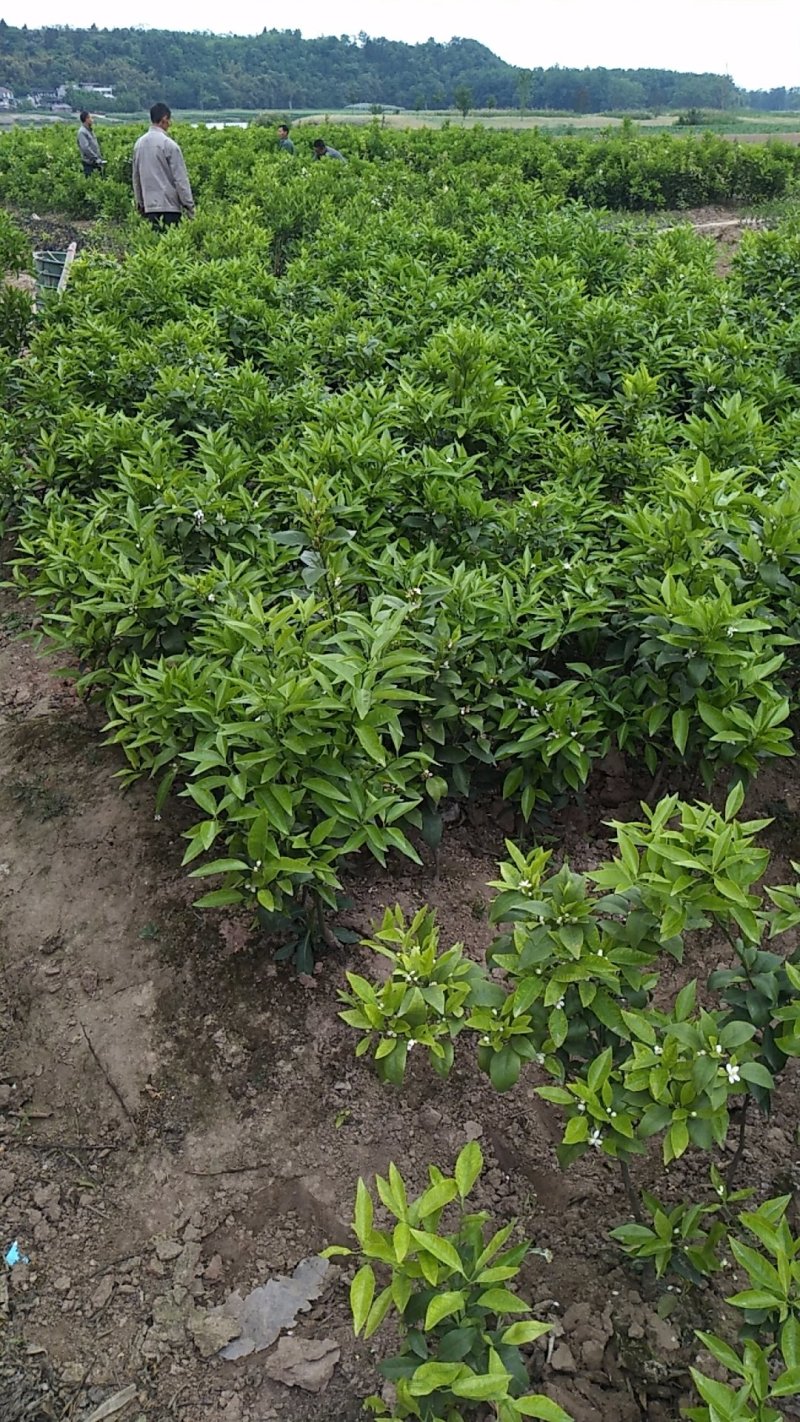 爱媛38，沃柑，明日见等