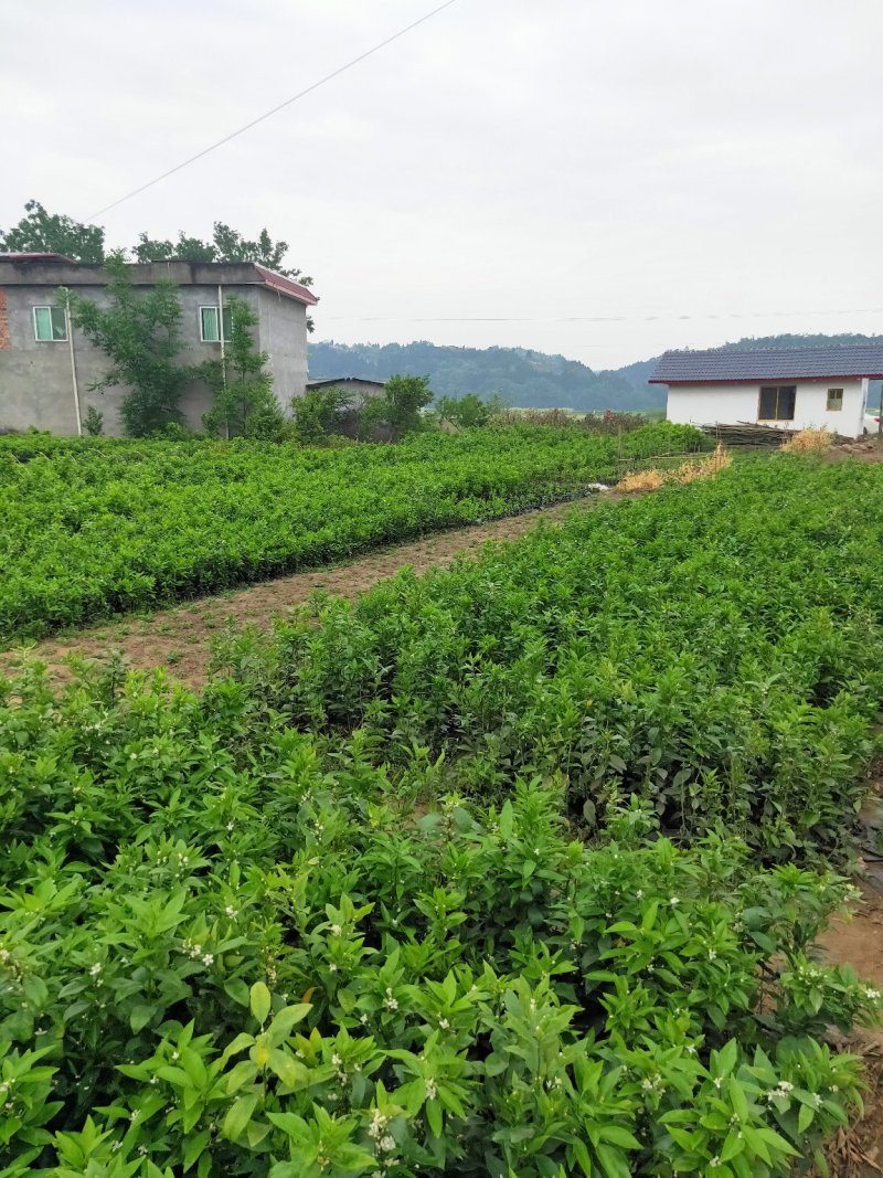 爱媛38，沃柑，明日见等