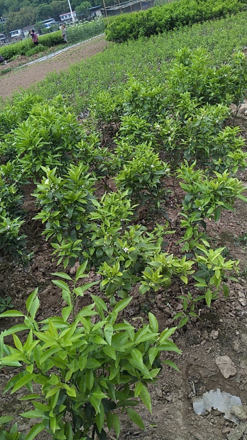 爱媛38，沃柑，明日见等