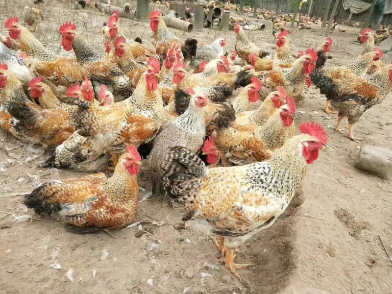 红芦花、金芦花鸡苗/厂家直销、质量保证包运输成活