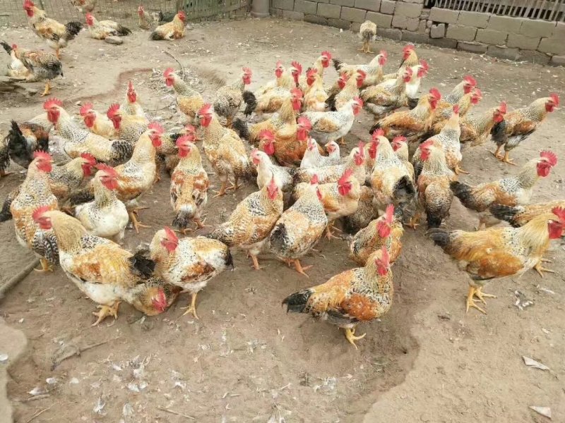 红芦花、金芦花鸡苗/厂家直销、质量保证包运输成活