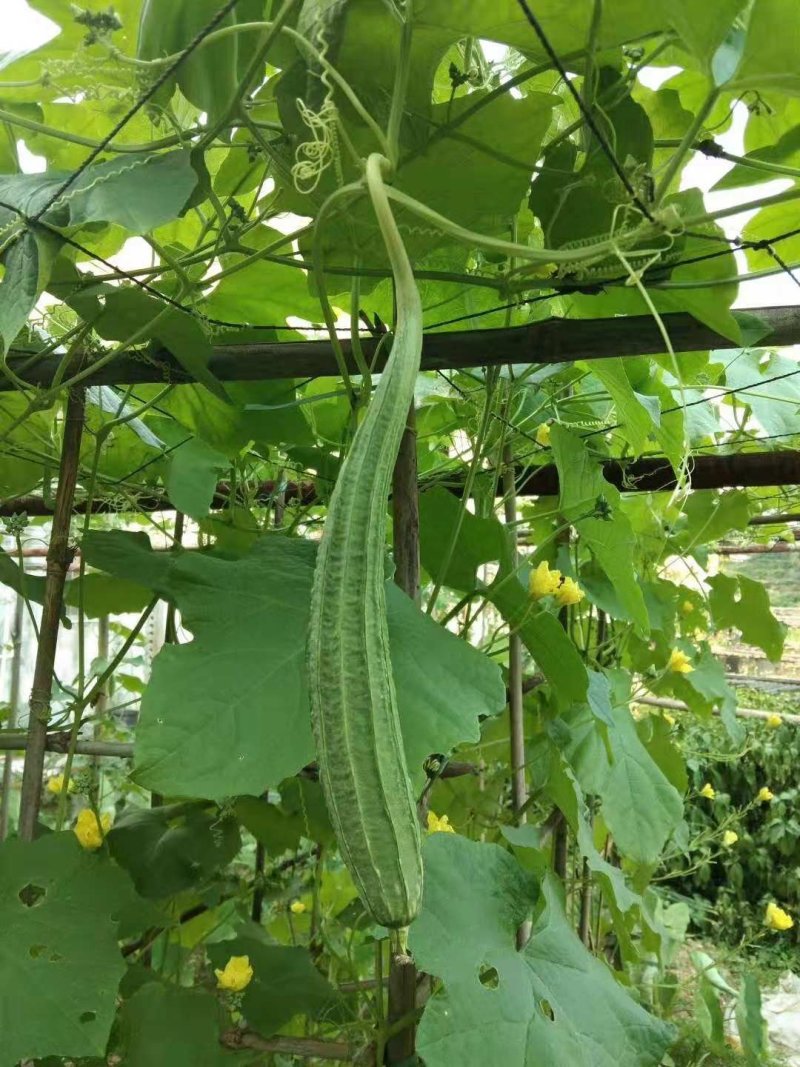 塑钢线（直销包邮）高强度塑钢线压膜线托幕线大棚线百香