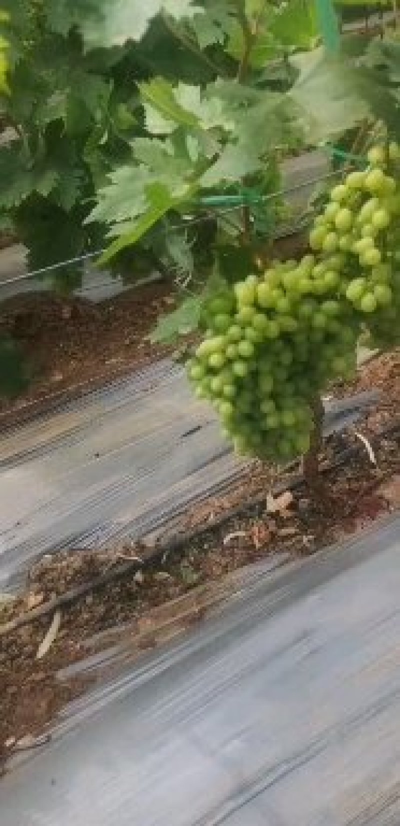 葡萄