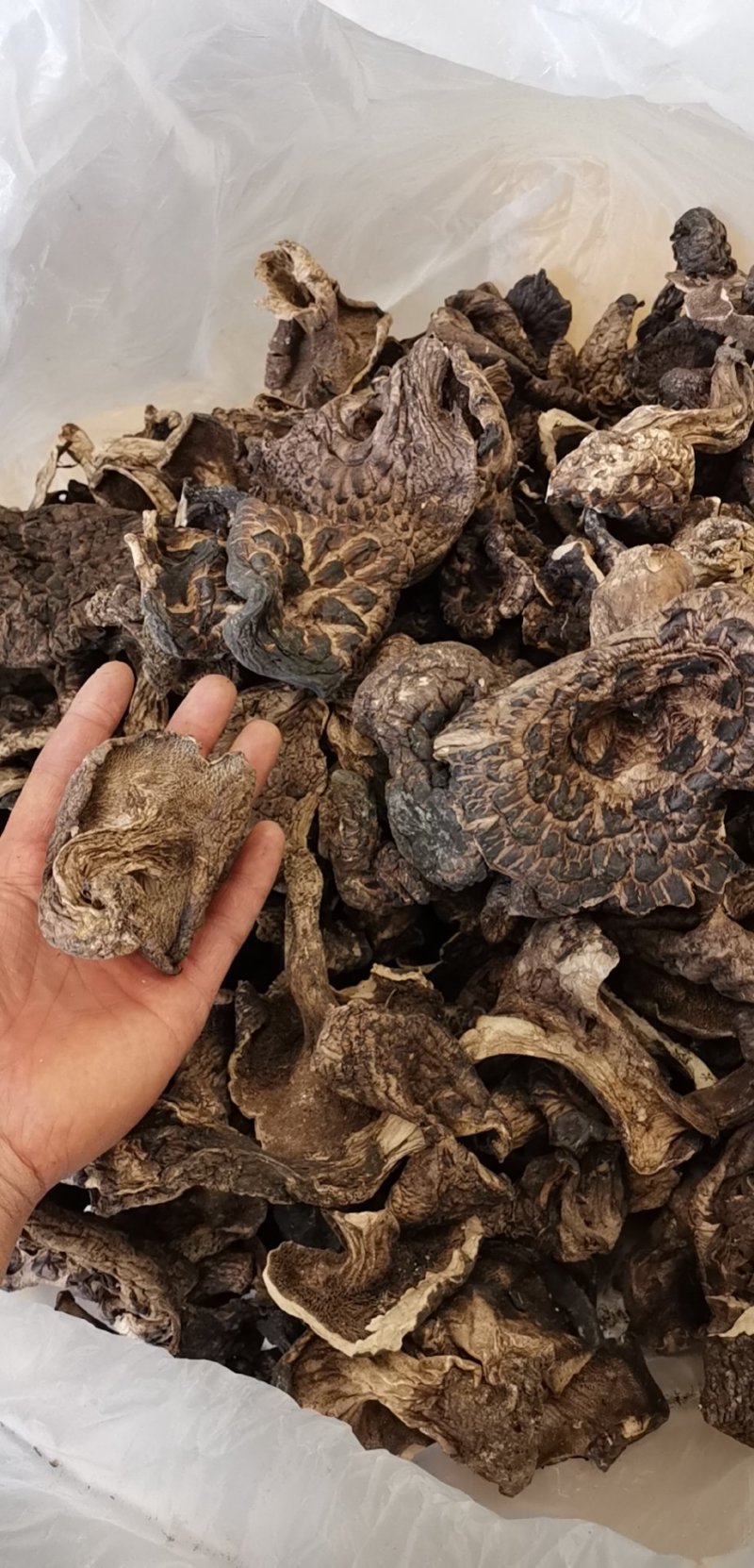 云南香格里拉干虎掌菌产地货源大量直销质量好价格实惠