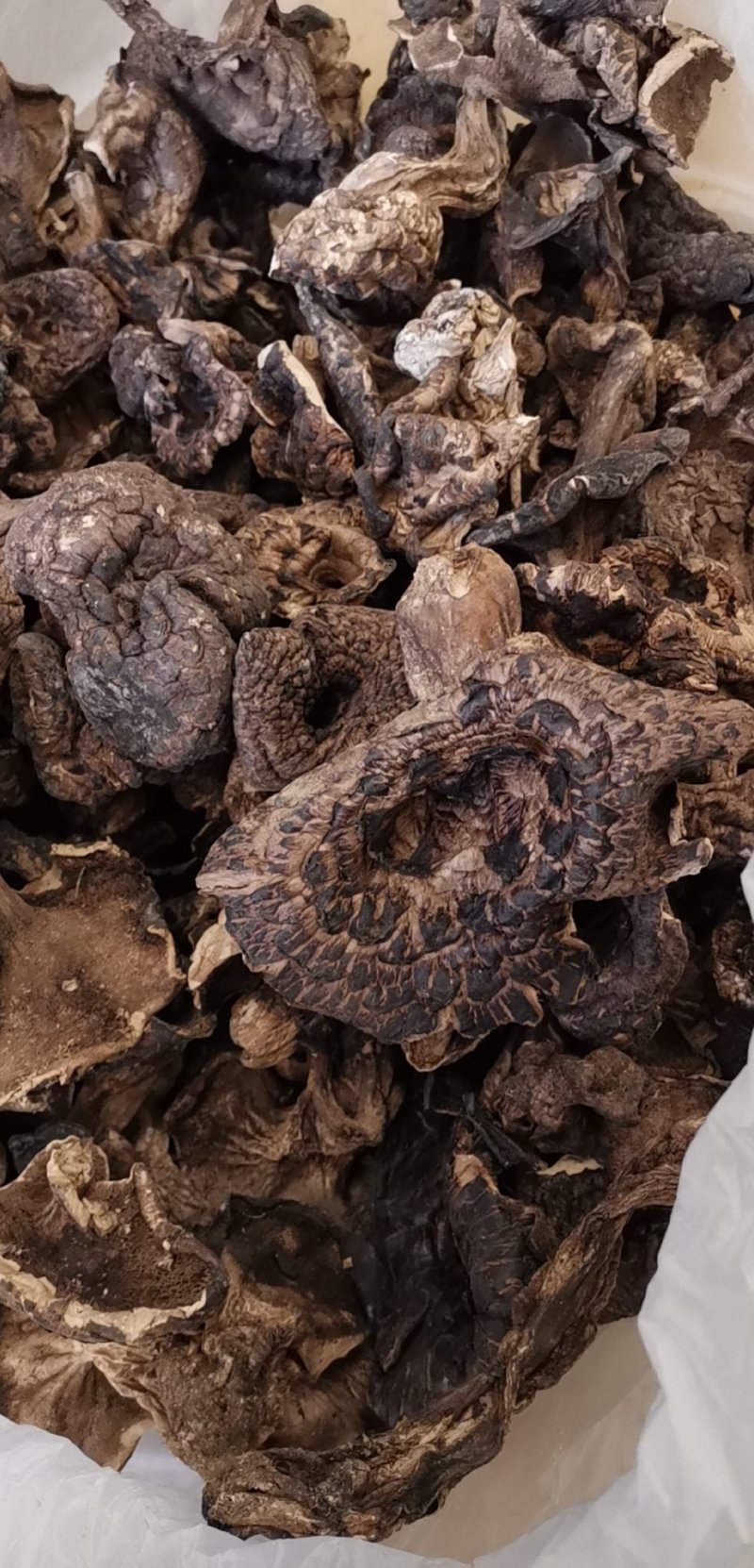 云南香格里拉干虎掌菌产地货源大量直销质量好价格实惠