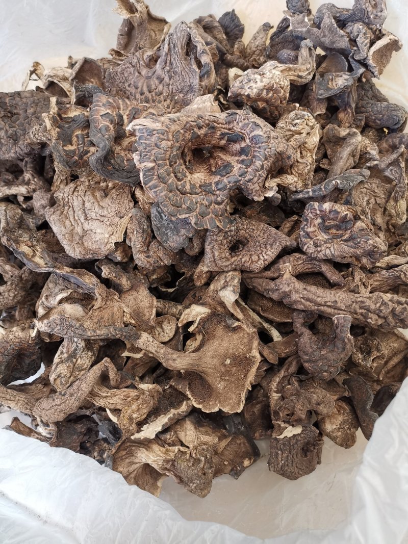 云南香格里拉干虎掌菌产地货源大量直销质量好价格实惠