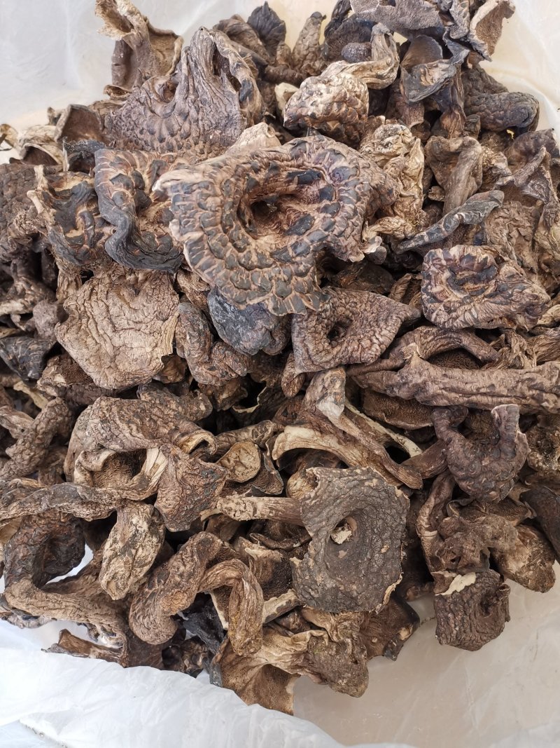 云南香格里拉干虎掌菌产地货源大量直销质量好价格实惠