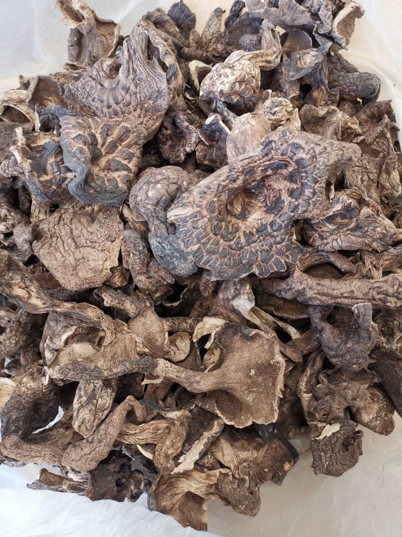 云南香格里拉干虎掌菌产地货源大量直销质量好价格实惠