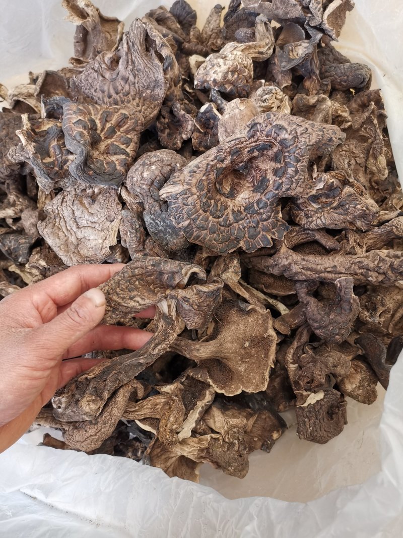 云南香格里拉干虎掌菌产地货源大量直销质量好价格实惠