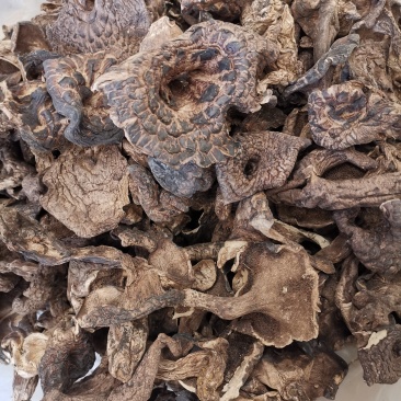 云南香格里拉干虎掌菌产地货源大量直销质量好价格实惠