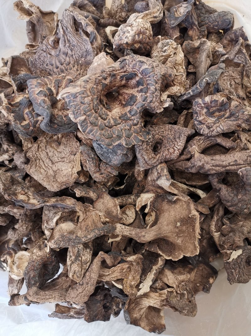云南香格里拉干虎掌菌产地货源大量直销质量好价格实惠