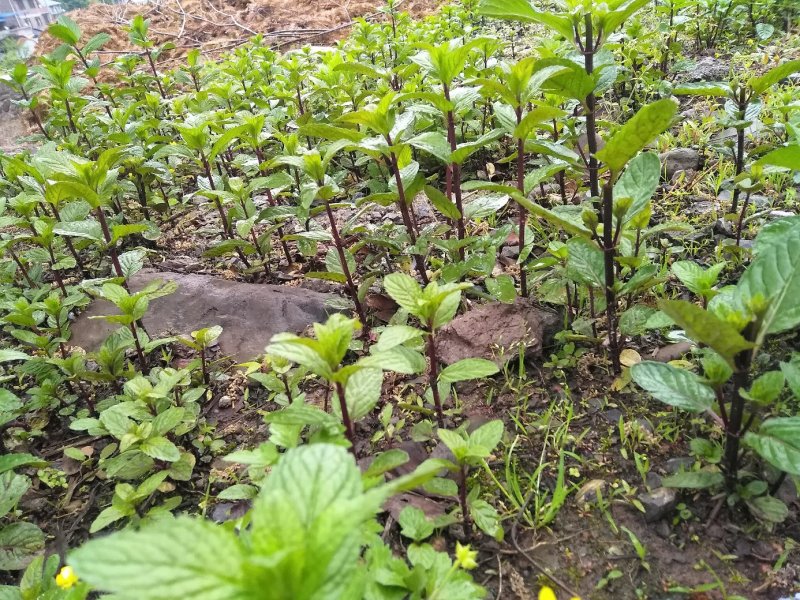 薄荷苗紫杆大薄荷苗，年收3到4茬存活率高种