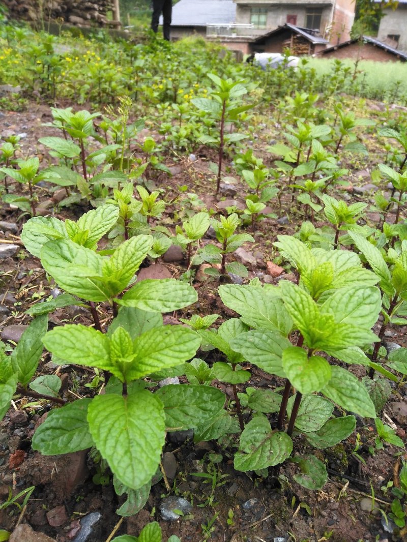 薄荷苗紫杆大薄荷苗，年收3到4茬存活率高种