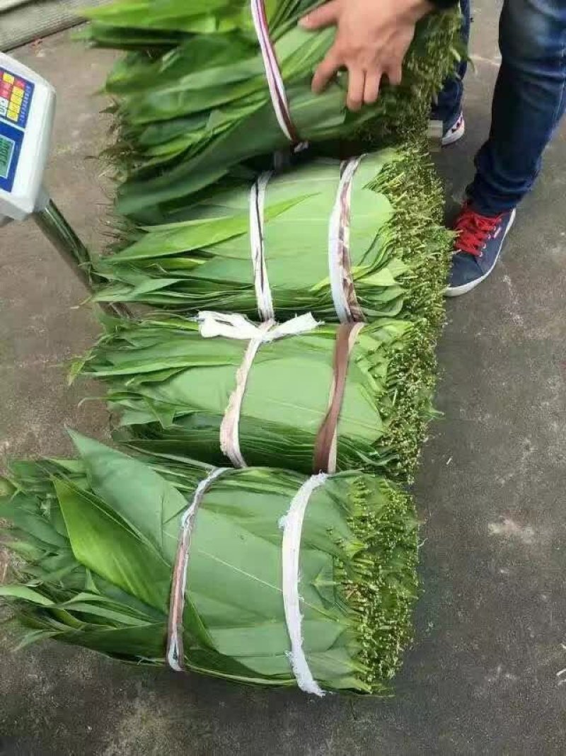 优质马蹄笋产地直发现摘现卖质量保证可视频看货量大从优