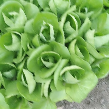 杭白菜