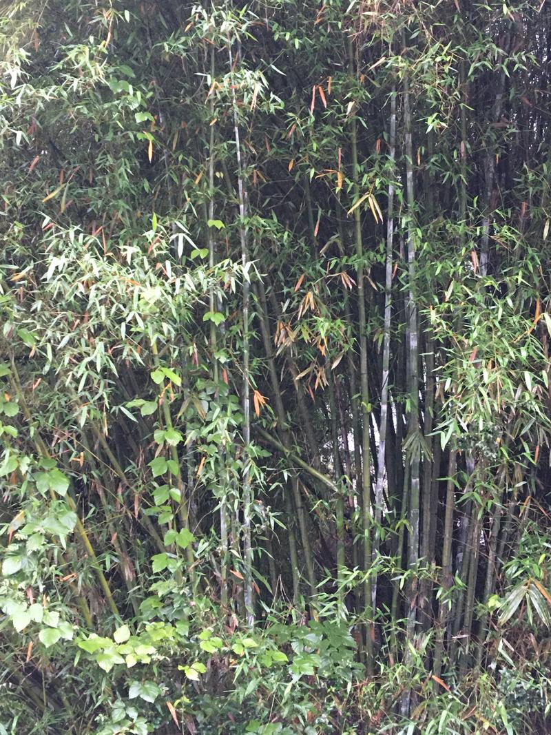 大量原竹厚竹单竹泥竹出售货源供应