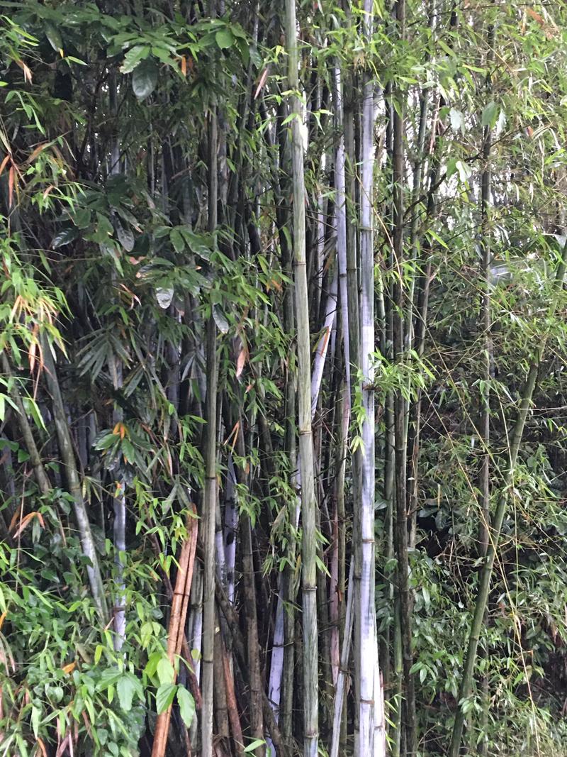 大量原竹厚竹单竹泥竹出售货源供应