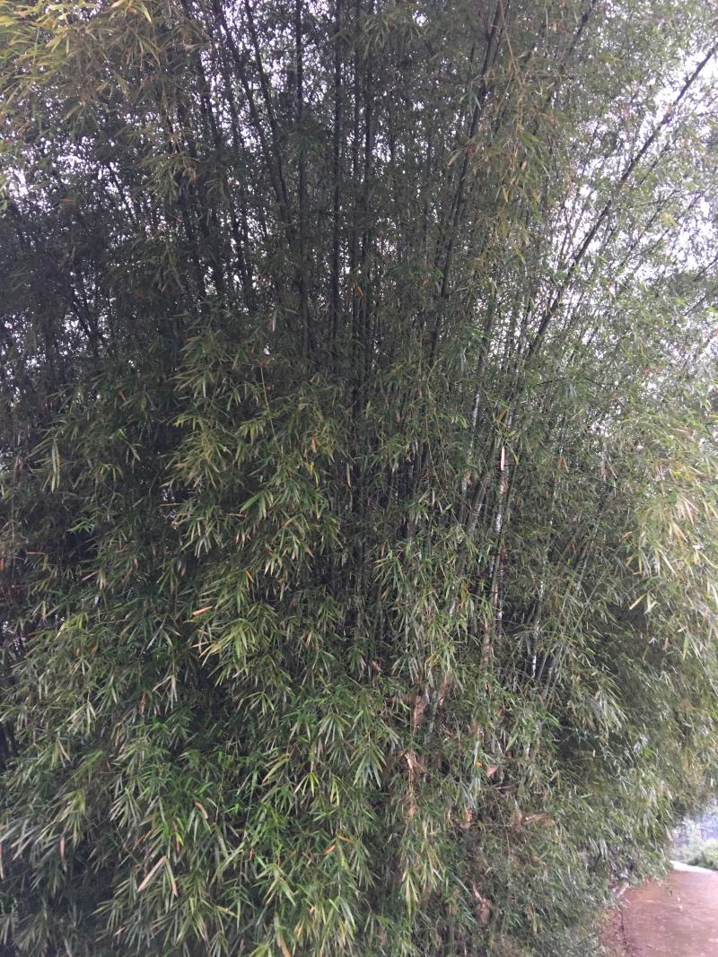大量原竹厚竹单竹泥竹出售货源供应
