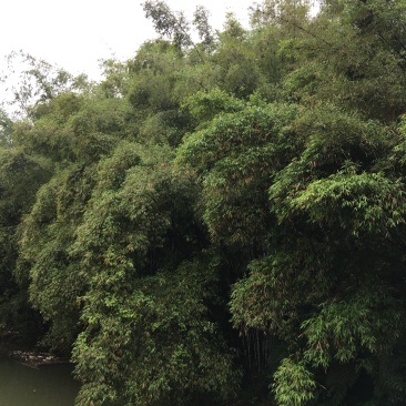 大量原竹厚竹单竹泥竹出售货源供应