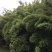 大量原竹厚竹单竹泥竹出售货源供应