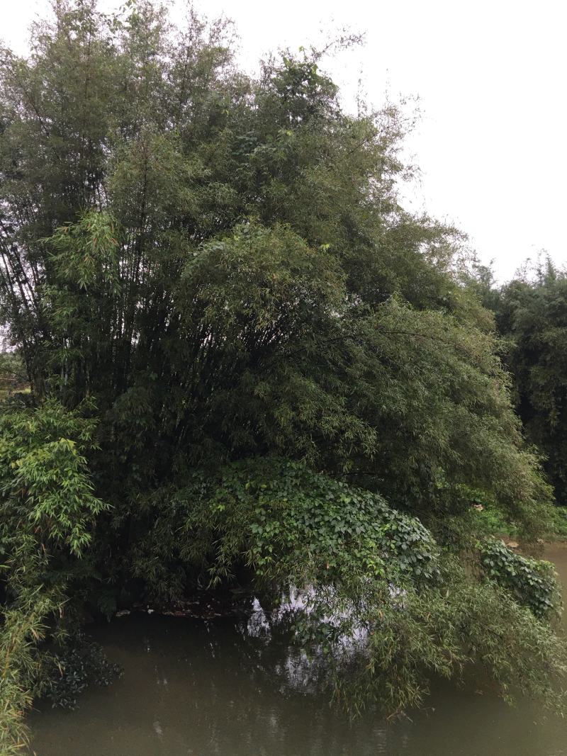 大量原竹厚竹单竹泥竹出售货源供应