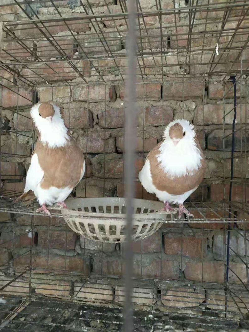 雪花，鱼鳞，凤尾，大鼻子鸽全国包邮