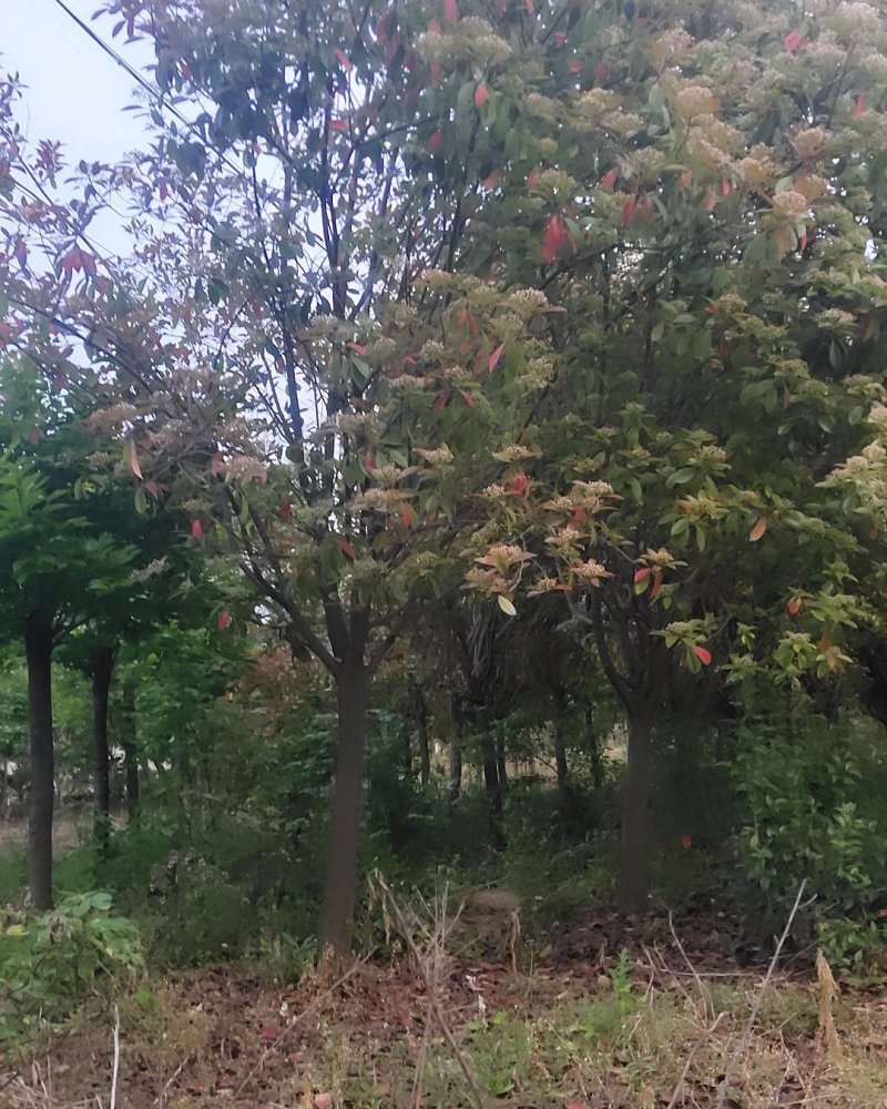 高杆石楠8公分