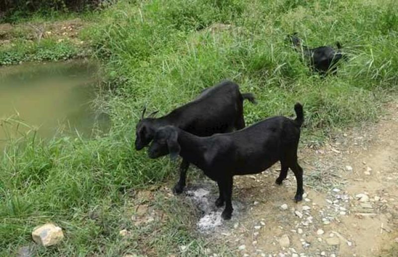 青山羊，羊苗，种羊全国各地免费发货，货到付款