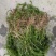 机割带根轮叶黑藻草苗灯笼泡节节高温沉水草虾蟹鱼养殖包快递