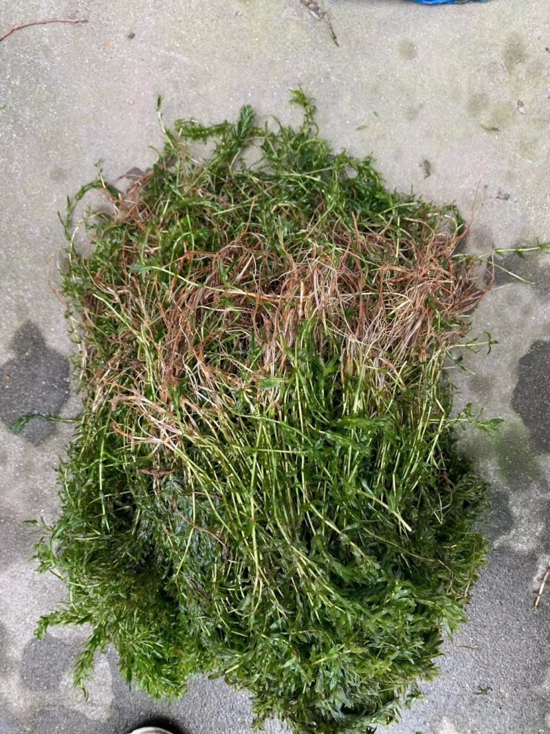机割带根轮叶黑藻草苗灯笼泡节节高温沉水草虾蟹鱼养殖包快递
